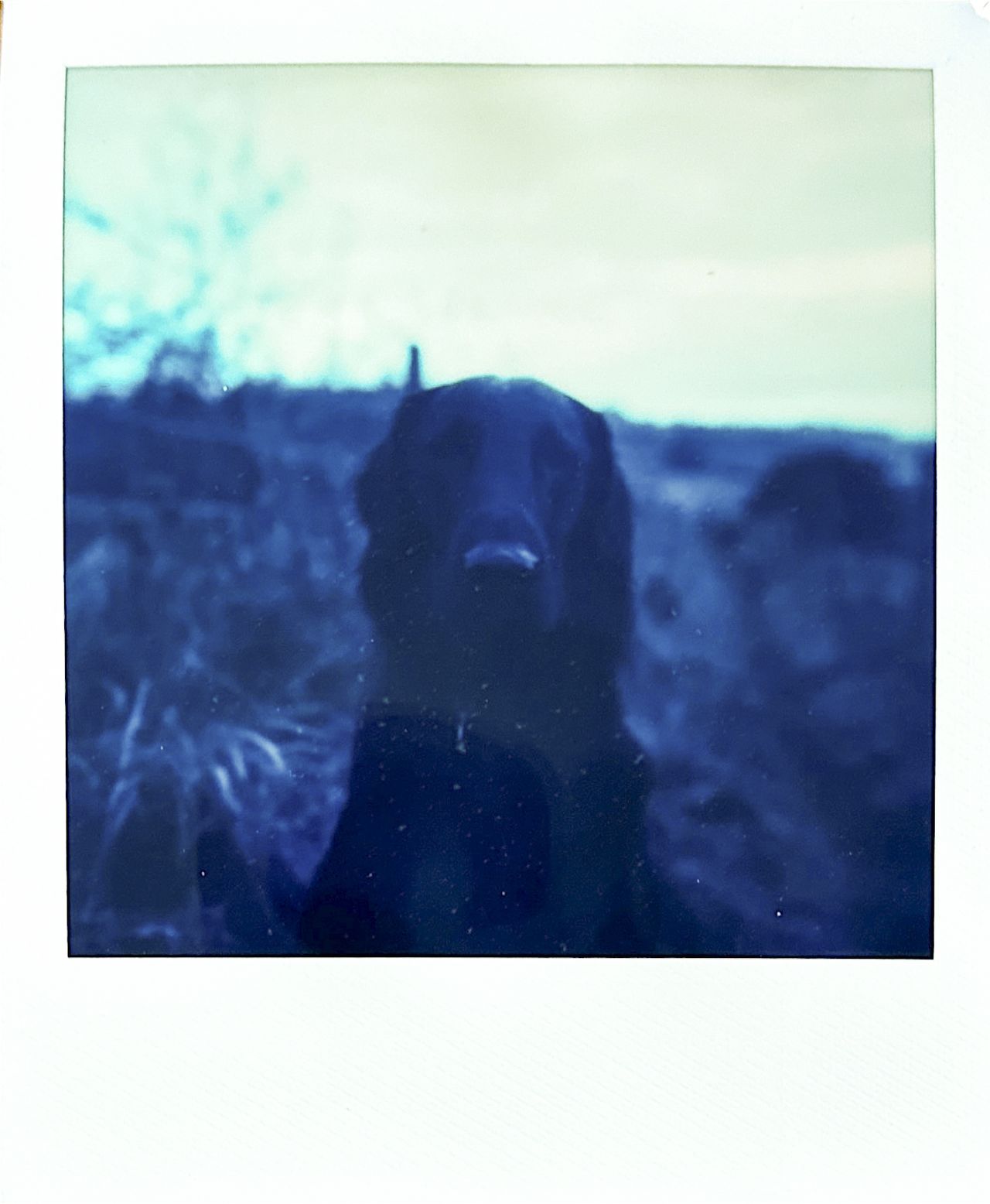 A scanned in print of Polaroid Reclaimed Blue 600 Film