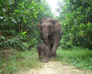 elephants, sumatran elephants, endangered elephants, elephants close to extinction, extinct elephants, endangered species, endangered species news, deforestation in sumatra, pulp and paper companies and deforestation, palm oil companies and deforestation