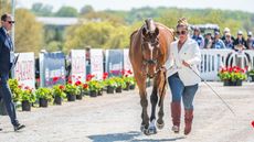 Kentucky Three-Day Event first trot-up: Booli Selmayr and Millfield Lancando