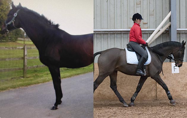 “This is Desert Sea, a listed race winner, winning approximately £120,000 over seven seasons. He is now successfully competing in British Dressage (BD) and showing classes with placings at major championships. He came to me straight off the track shortly after running at Royal Ascot” — Dawn Bacchus