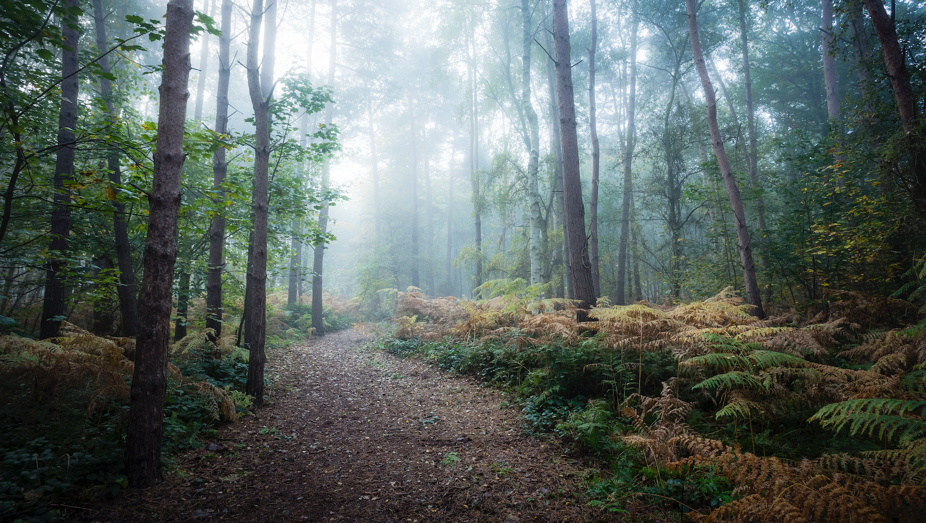 A pathway through a dark foggy wood