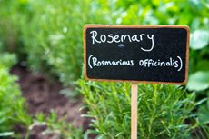 Good job this sign is written in chalk — lord knows what rosemary will be called next week.