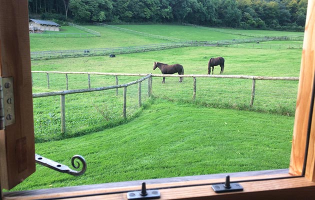 Ponies in the back garden: the view from my bedroom window