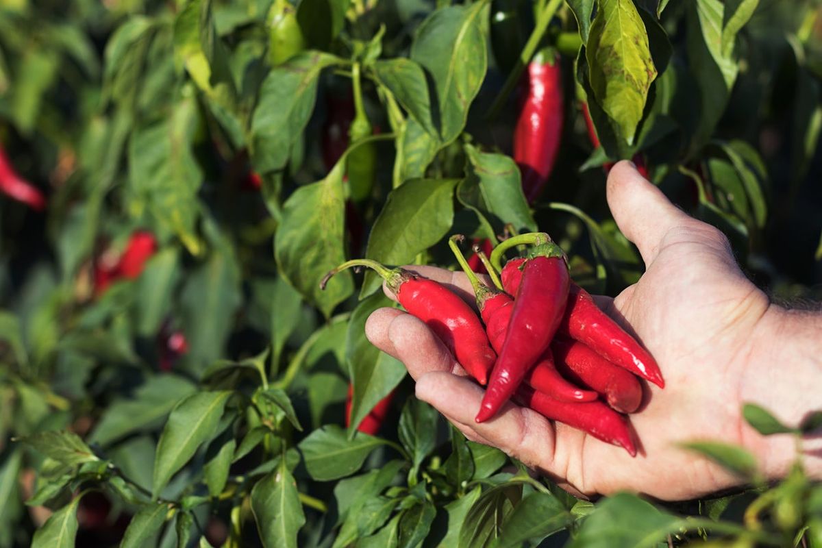 Hot Pepper Harvest Information On The Harvest And Storage Of Hot Peppers Gardening Know How