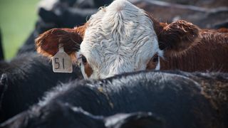 Brown and white cow with a tag on their right ear looks up at the camera. The cow appears to be among black cows. The tag on it's ear reads "51"