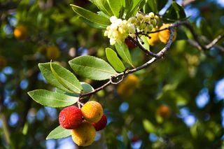 red and yellow berries on evergreen arbouses tree