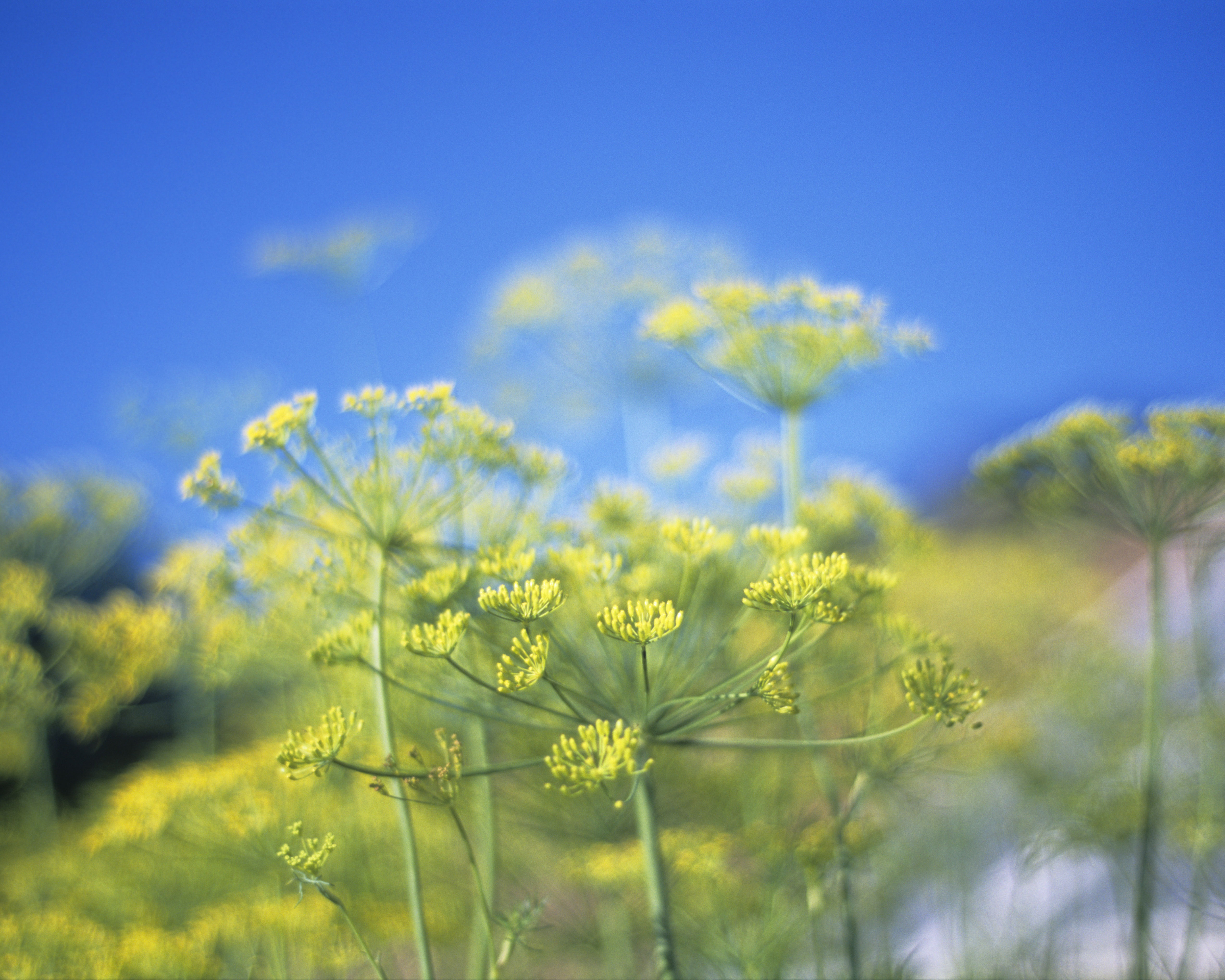 Aromatic herb dill seedheads