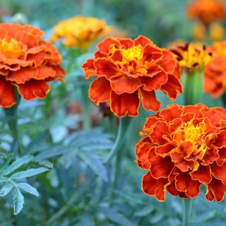French marigolds growing in a garden border