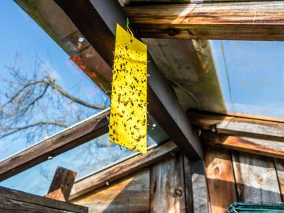 Yellow Sticky Insect Trap Hanging In A Greenhouse