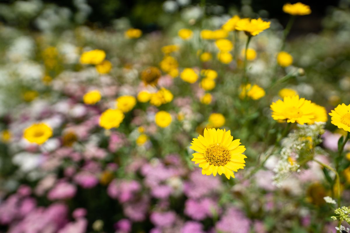 Sony FE 12-24mm f/2.8