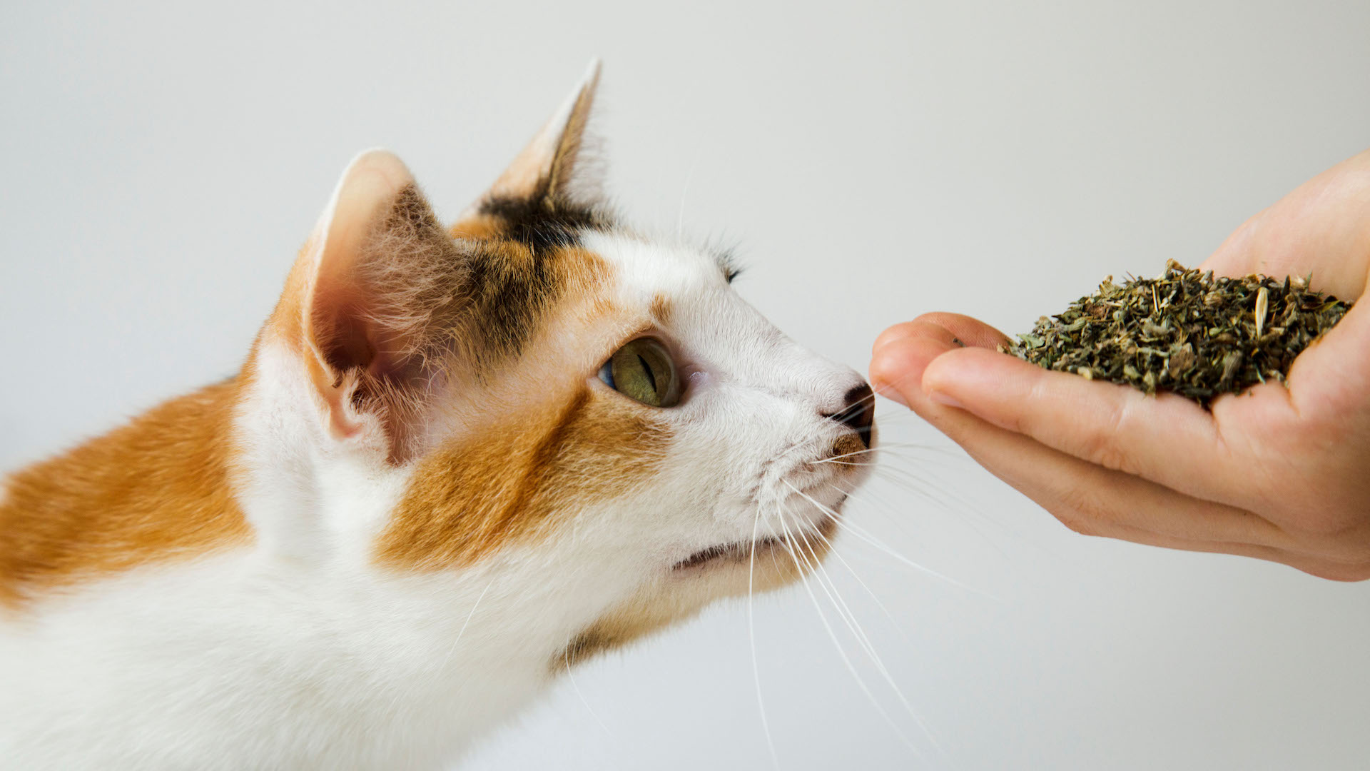 Cat sniffing catnip