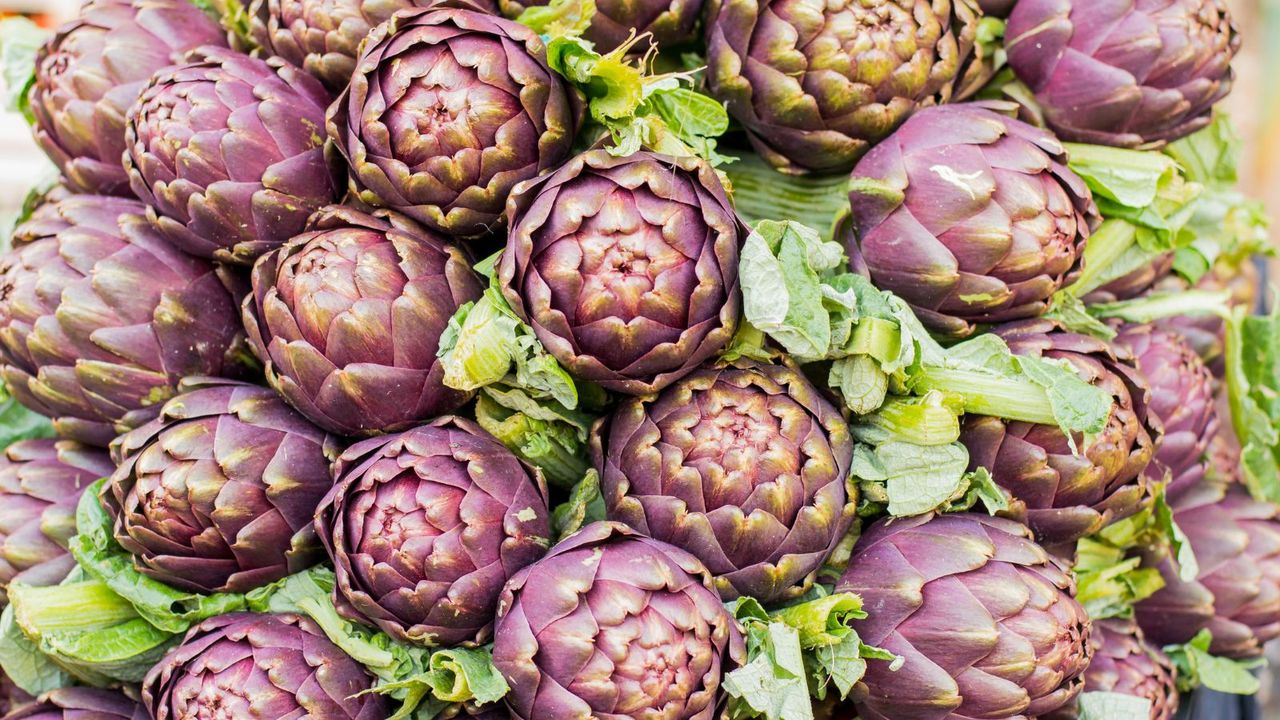 A bunch of purple, ripe artichokes on the plant