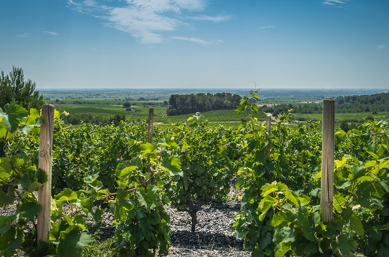 Domaine Danjou-Banessy