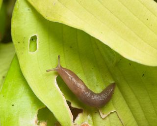 slug on a hosta leaf