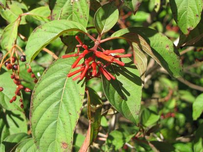 Firebush Shrub