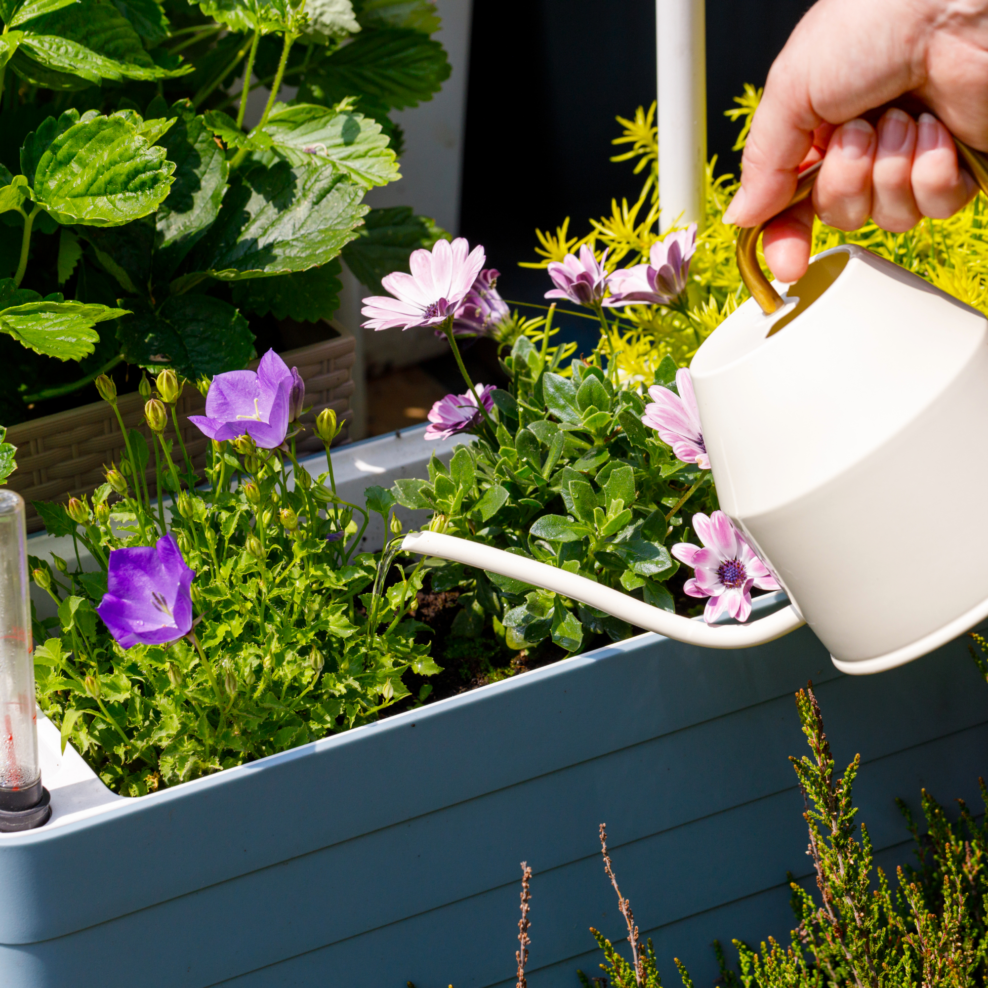 watering a self-watering planter