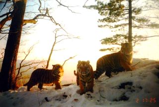 Tiger cubs in Russia's Far East