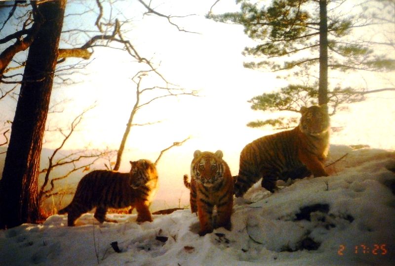 Tiger cubs in Russia&#039;s Far East