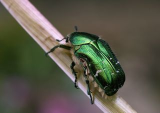 The green rose chafer is a metallic beetle.
