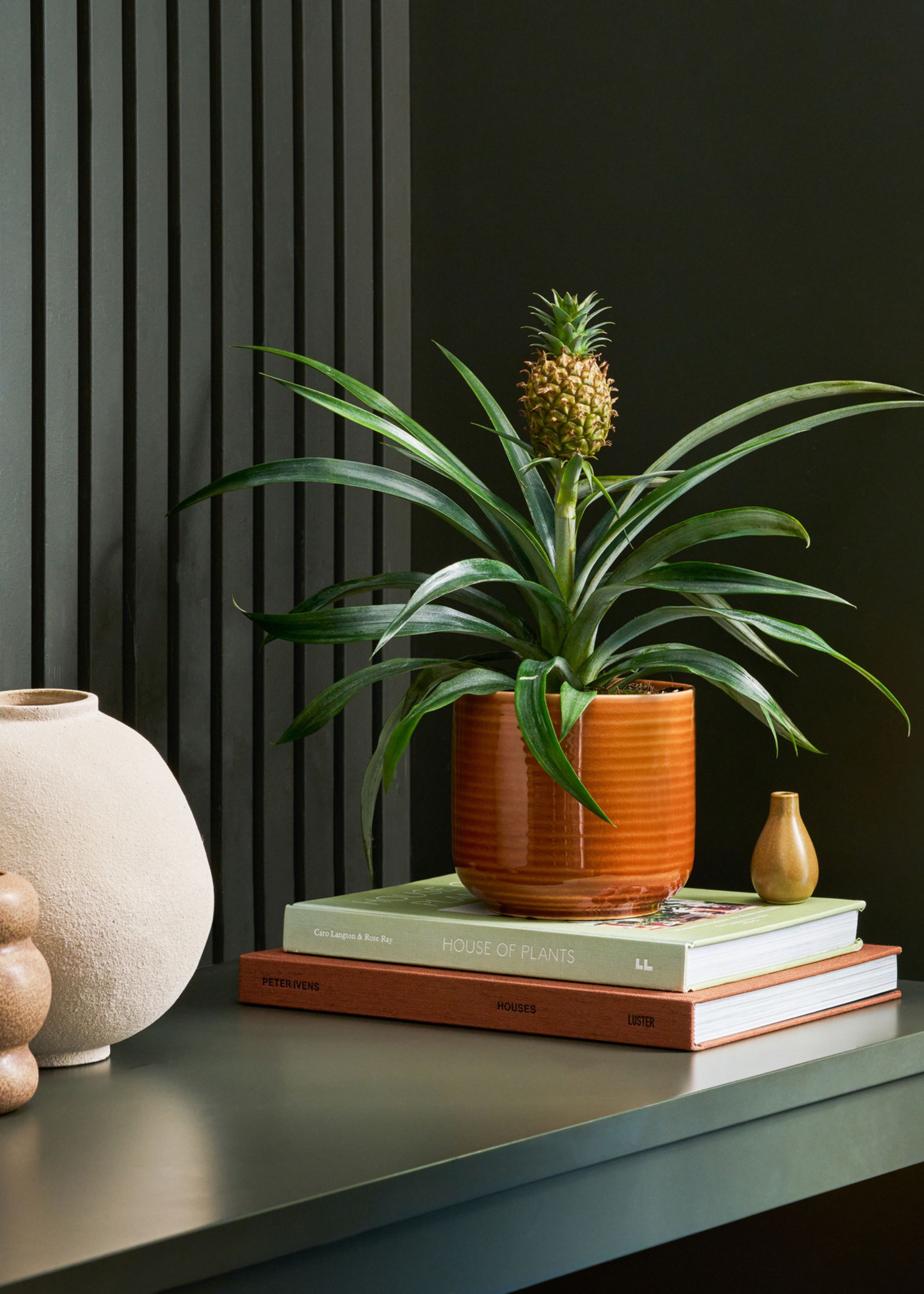 A potted pineapple plant in an amber ceramic planter on a stack of books
