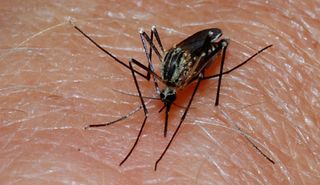 mosquito, disease