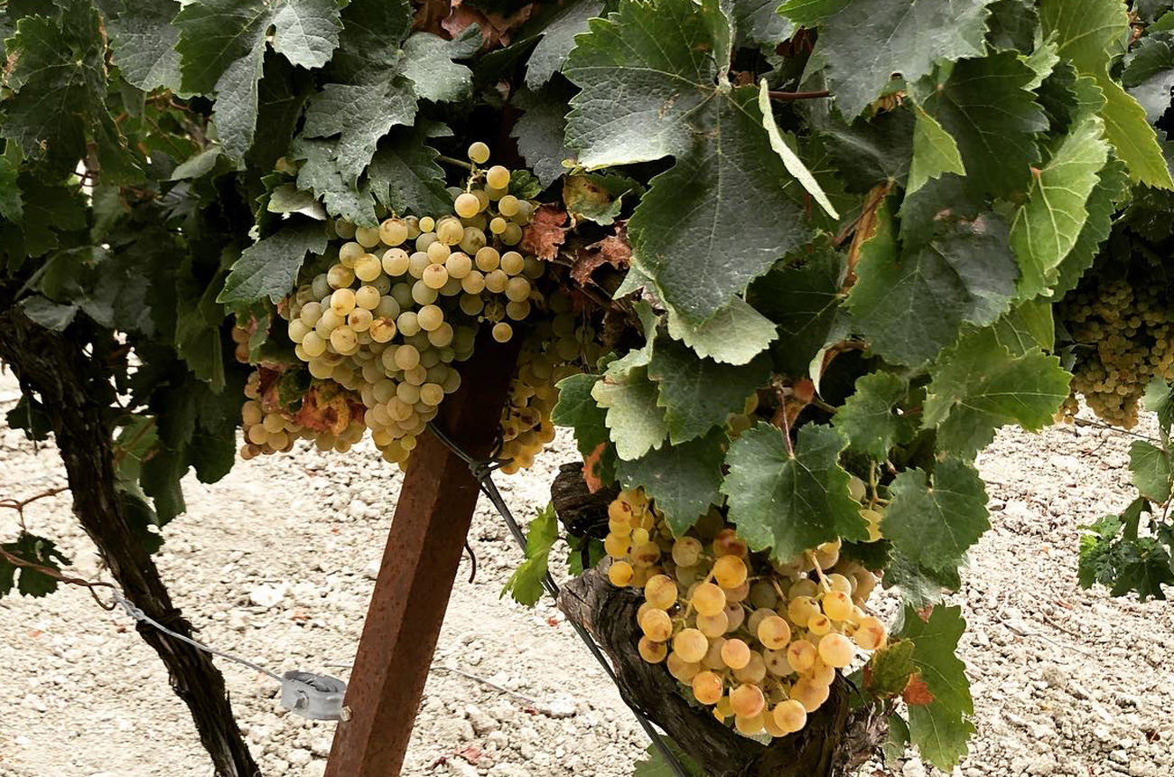 Bunches of grapes hanging on a vine