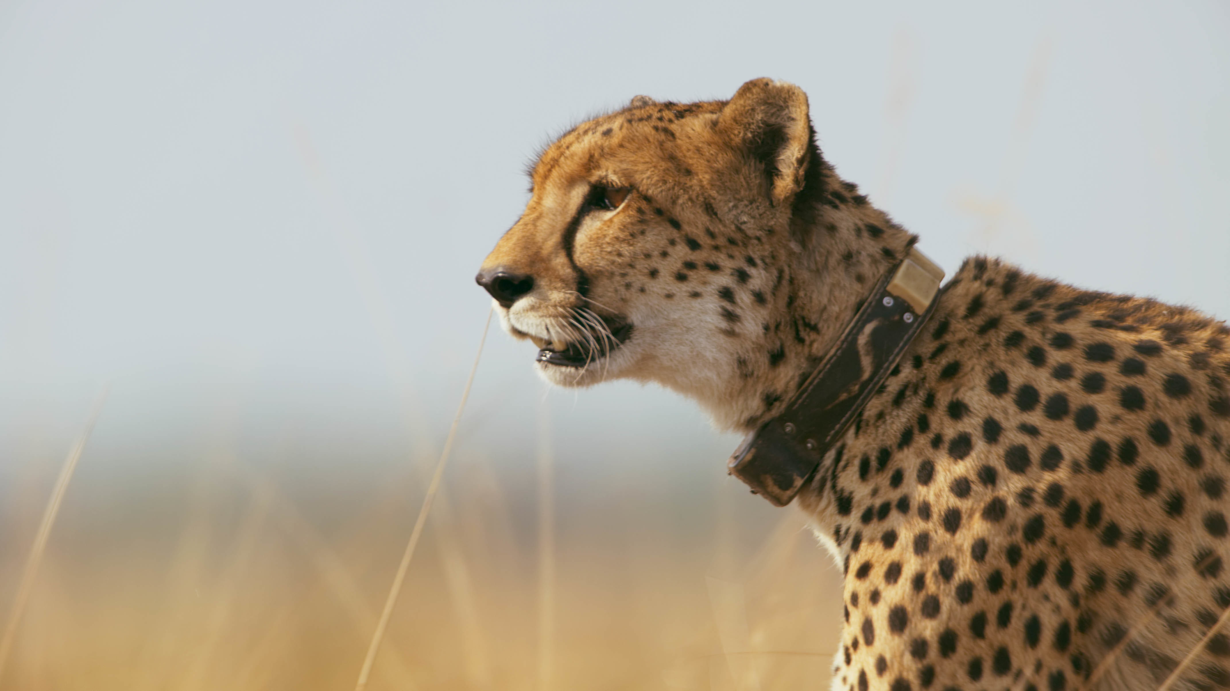 TV tonight Kali is desperate for her cheetah cubs to thrive