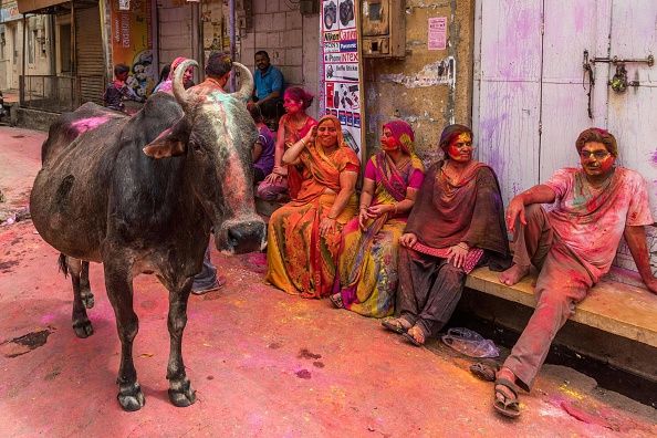 Indians want to help the environment by making their cows burp less. 