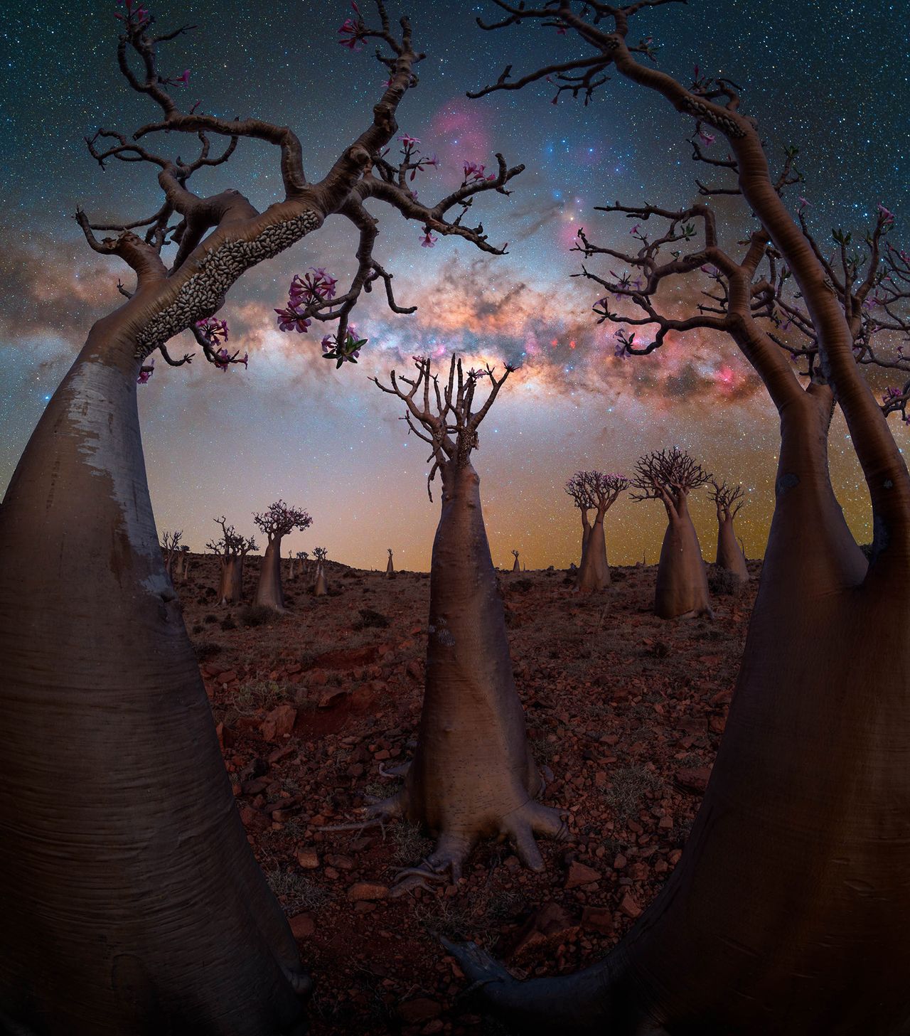 A starry night sky illuminates a cluster of unique baobab trees, their twisted branches and petals contrasting against the cosmic backdrop