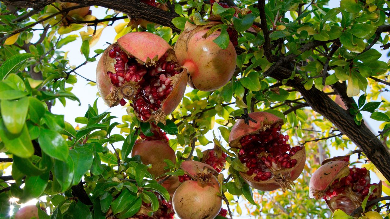 Pomegranates splitting and ripening on the branch