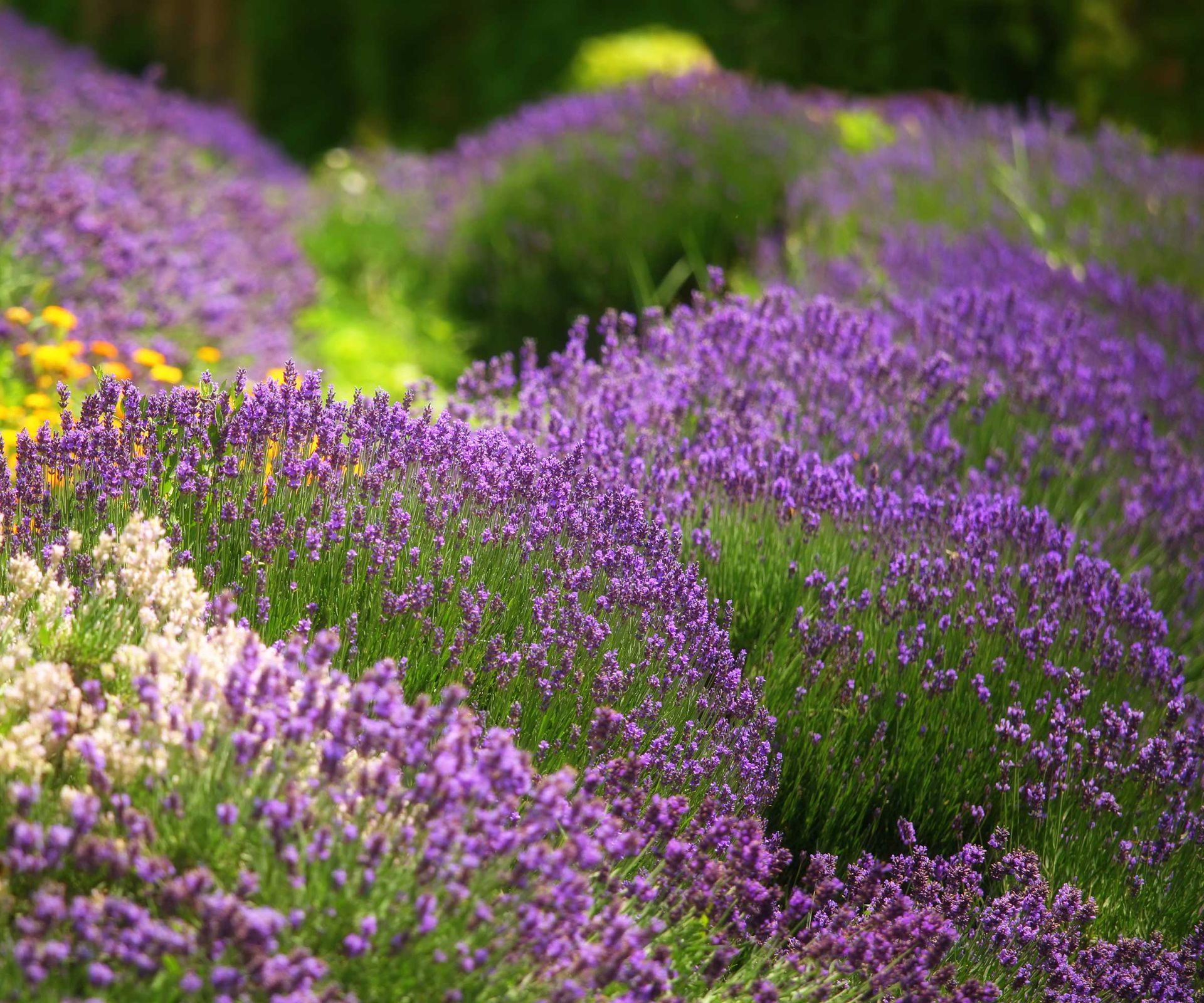 14 flowering plants that regrow every year