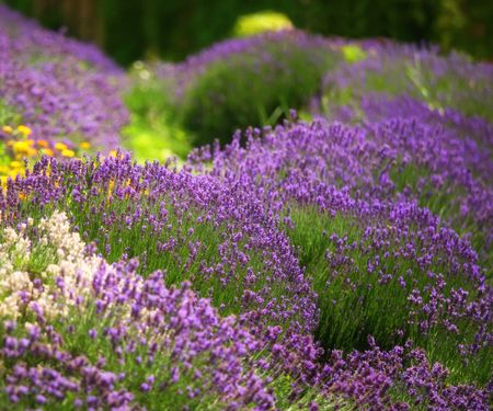 lavender shrubs