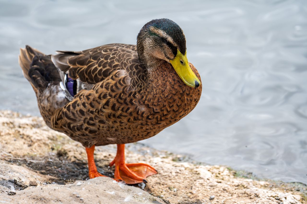 Nikon Z 400mm f/4.5 VR S