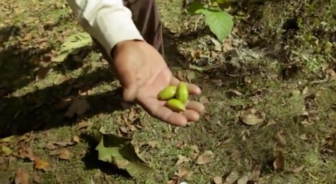 Everything is awful. This mini-documentary about the &amp;#039;Forest Man&amp;#039; in India is the perfect antidote.