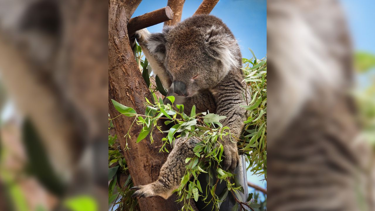 koala in a tree