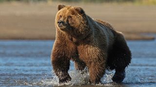 Kodiak brown bear in water