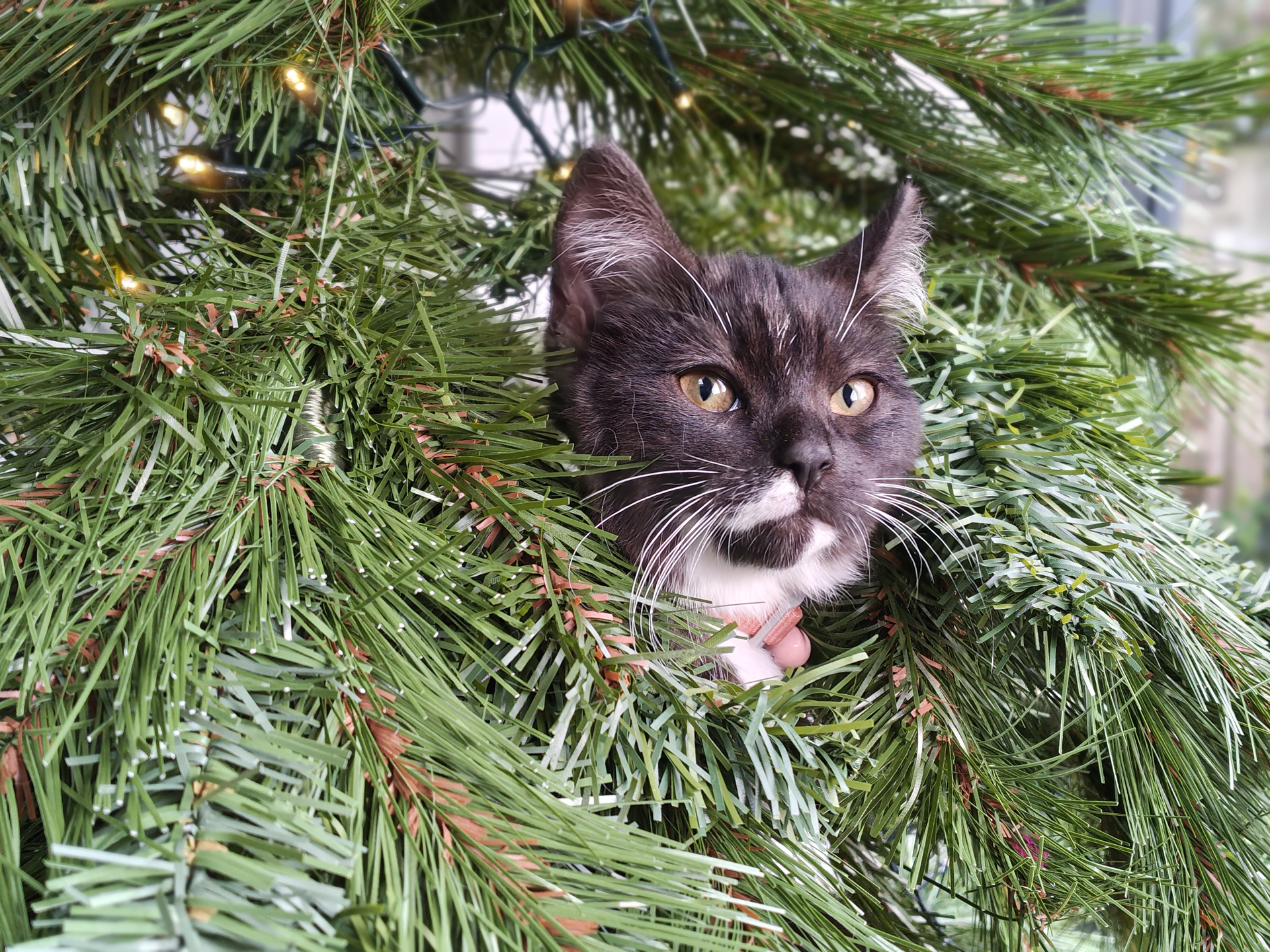 Moto Edge 70 sample photos