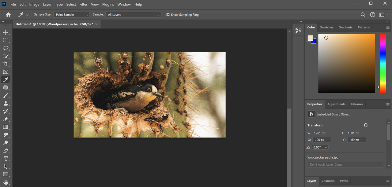 A photo of a woodpecker in a cactus in Photoshop to identify the colour
