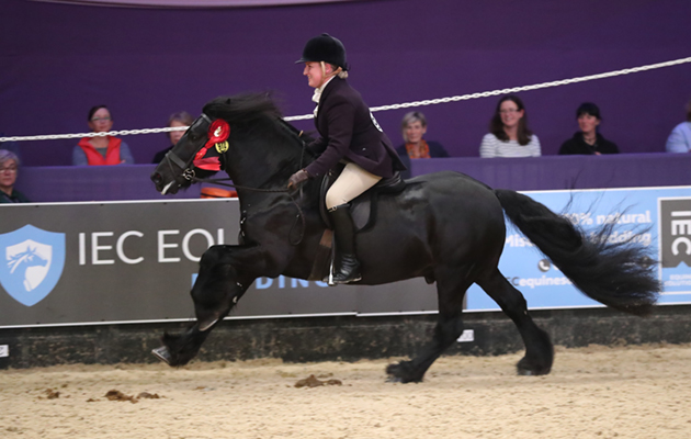 Class-33-M_M-Working-Hunter-Pony_238003461_343813161.jpg