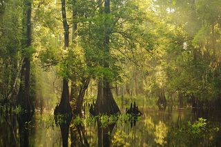 Woodland shot by Paul Marcellini / ©International Garden Photographer of the Year