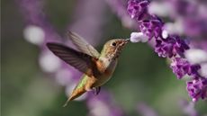 Hummingbird feeding from Mexican bush sage