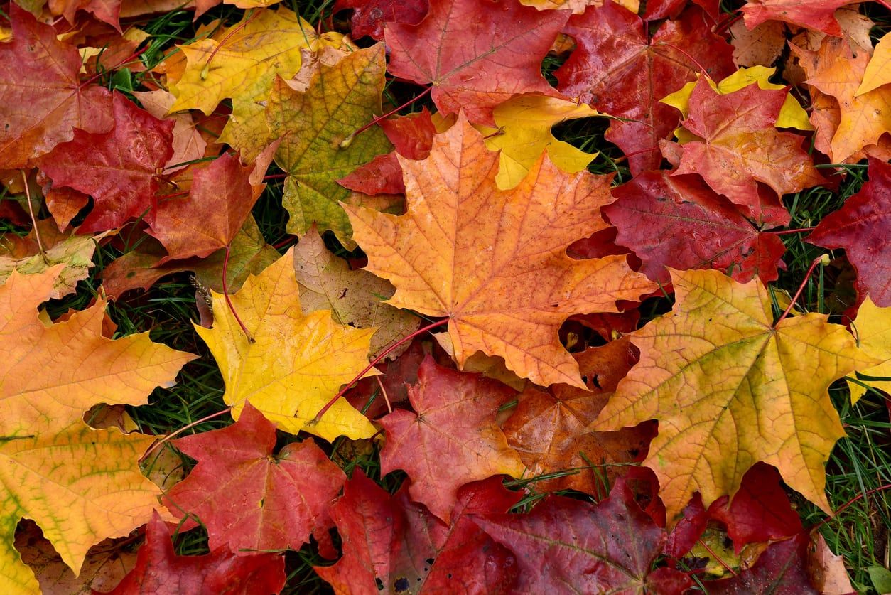 Red Orange And Yellow Fall Colored Leaves