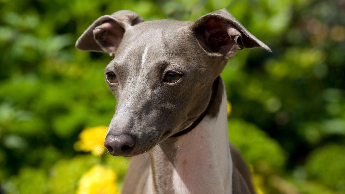 Italian greyhound head shot