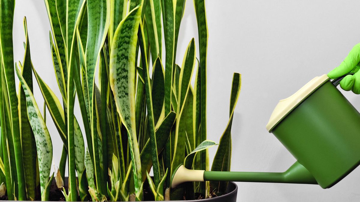 Is Your Snake Plant Turning Yellow? These 5 Easy Remedies Will Rescue Your Snake Before It’s Too Late
