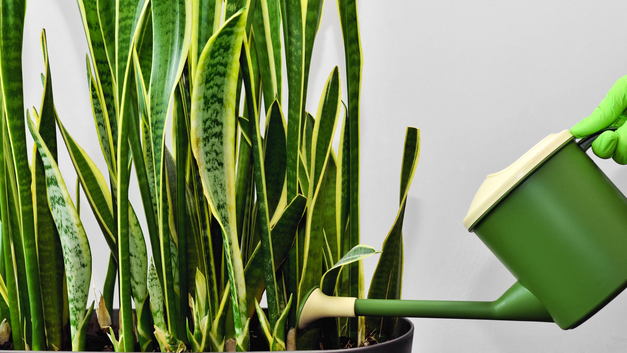 watering can pouring water into a snake plant