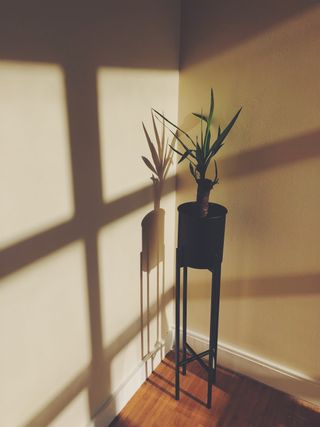 Yucca house plant in dappled light