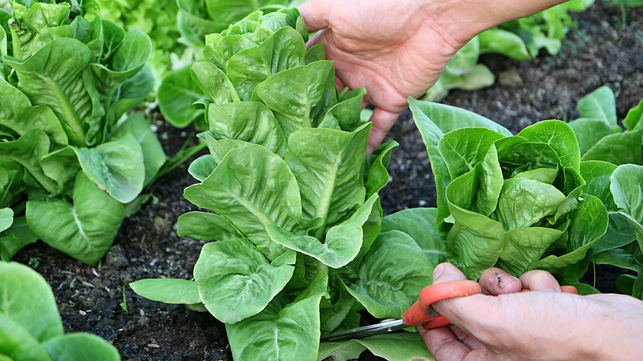 harvesting lettuce