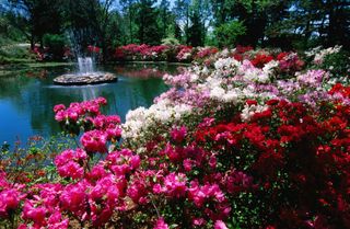 Azalea's, Honor Heights Park Azalea Festival. Muskogee, Oklahoma