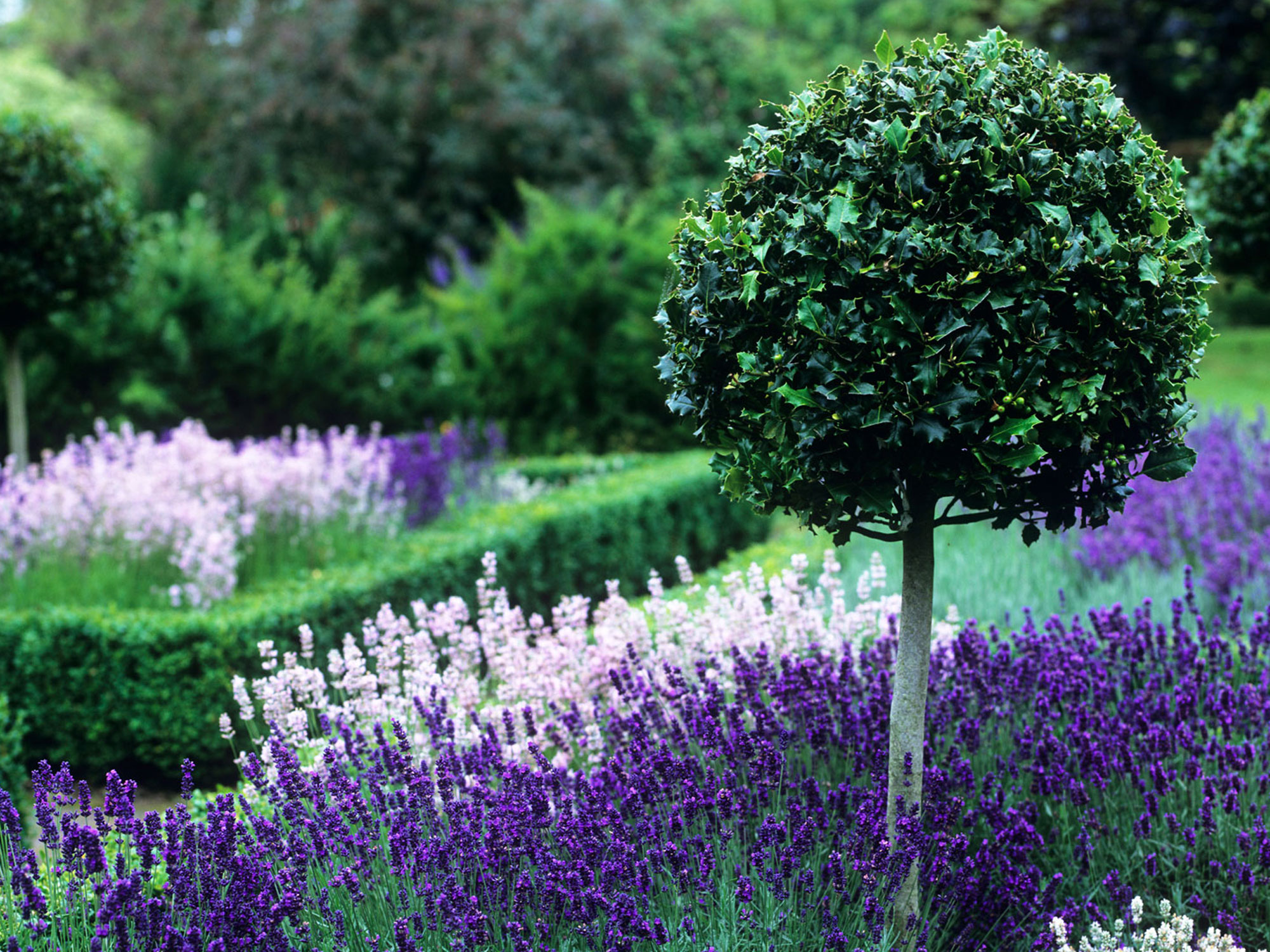 clipped topiary ball and clipped hedge with lavender plants
