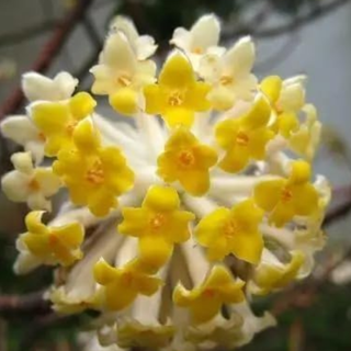 Edgeworthia chrysantha seeds 